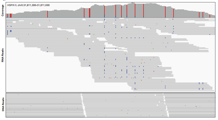 A cluster of editing sites in the HSPA1L gene