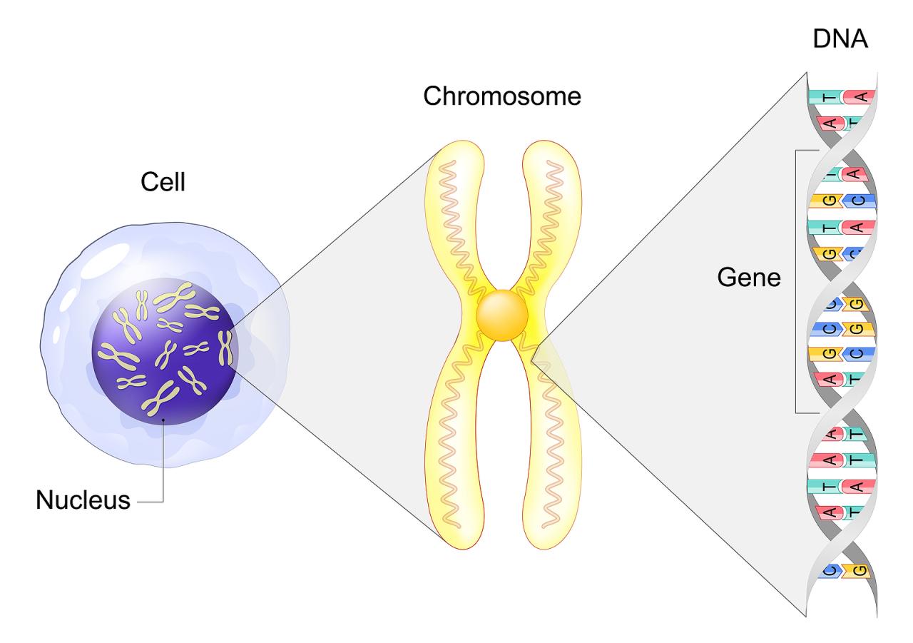 Image Caption: The nucleotide sequences forming the DNA strands.