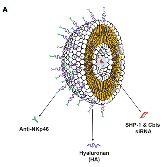 liposomal NP layers and composition