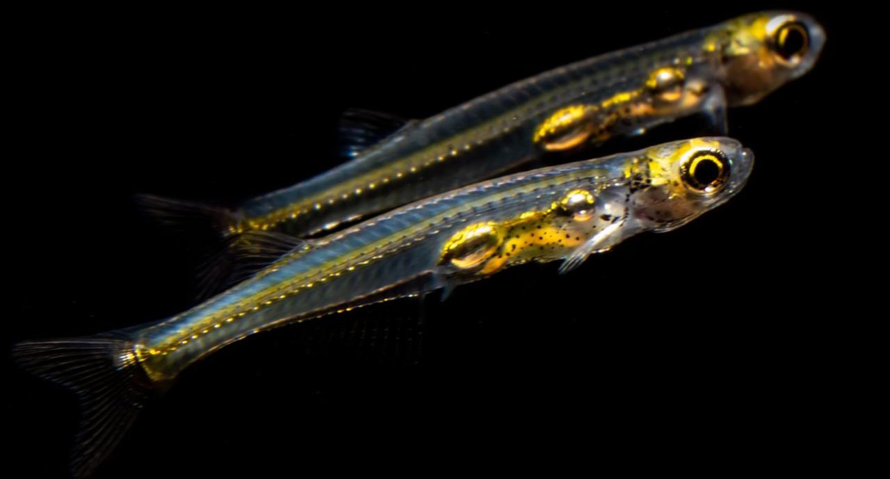 "דג הדניונלה נשאר שקוף לחלוטין גם כשהוא בוגר. קטן מספיק כדי להיכנס מתחת למיקרוסקופ, ושקוף מספיק כדי שנוכל לראות את כל המוח שלו".  צילום: ויקיפדיה.