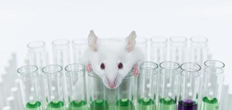rat merging behind test tubes