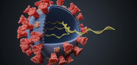 virus with rna molecule inside 