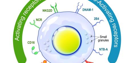 Inhibitory Receptors
