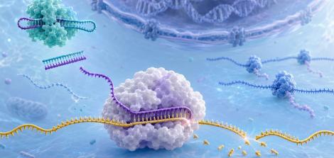 RNA Interference (RNAi) 