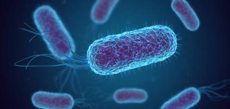 blue illustration of bacteria e coli