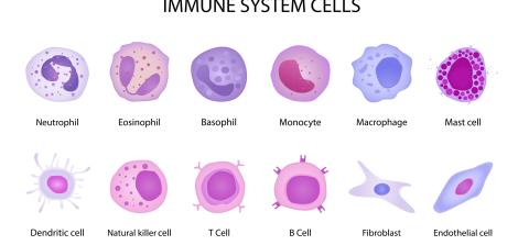 The Immune System