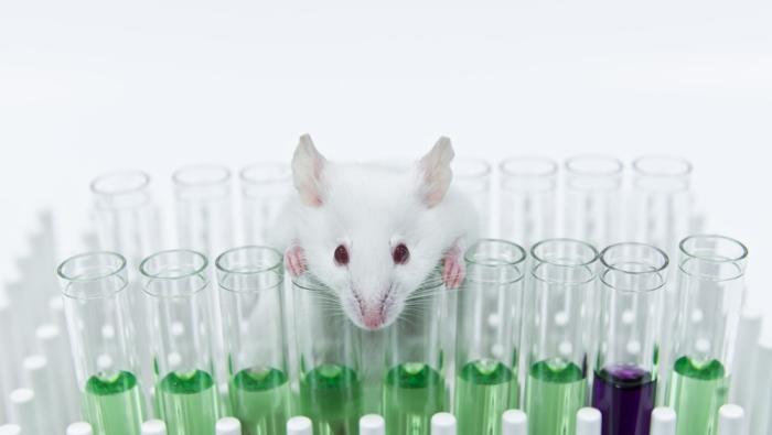 rat merging behind test tubes