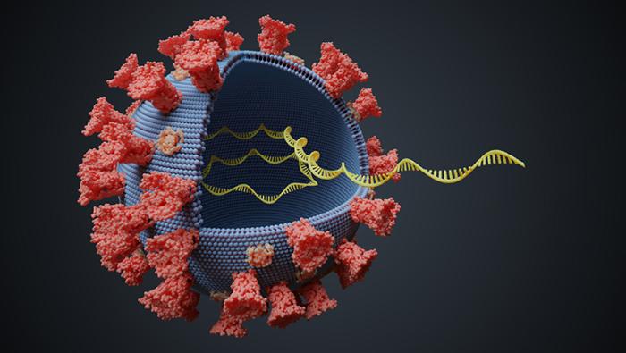 virus with rna molecule inside 