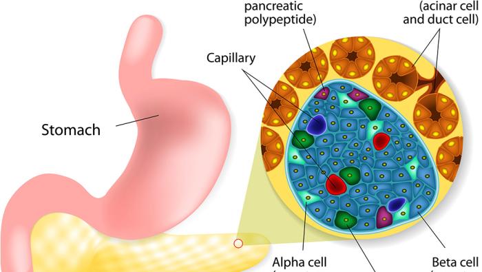 stomach and pancreas illustration