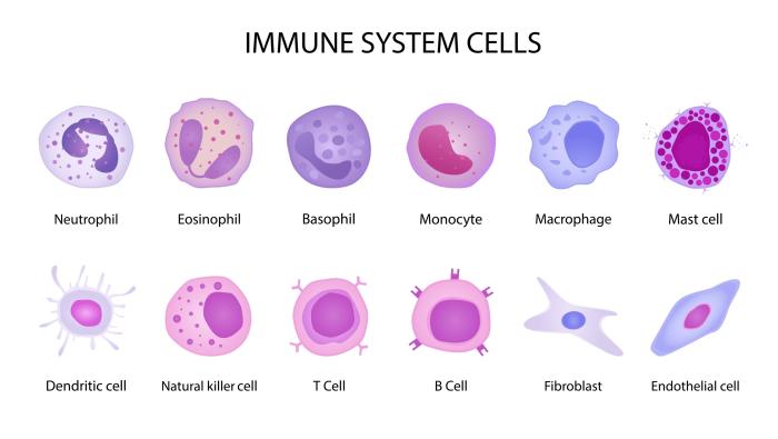 The Immune System