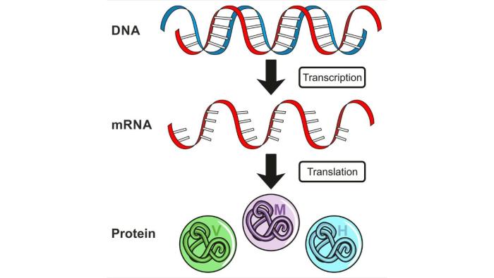 Transcription Factors