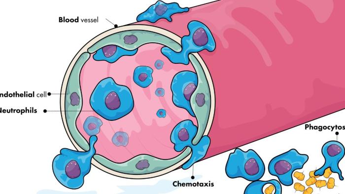 Transmigration/Diapedesis